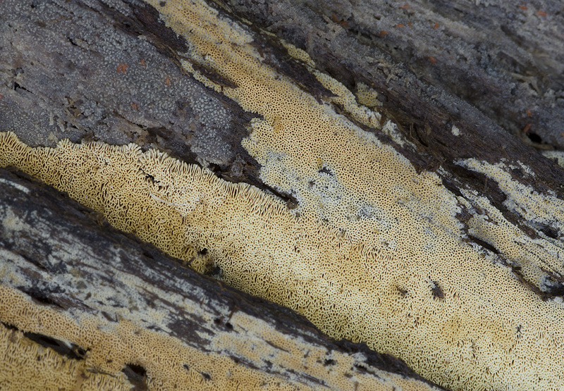 Chaetoporellus latitans